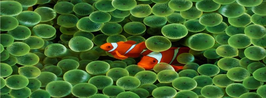 Clownfish Free Download For Mac